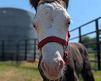 pony
