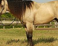 husband-safe-quarter-horse