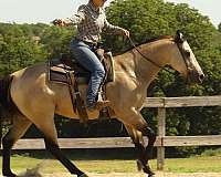 kid-safe-quarter-horse