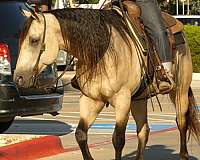 penning-quarter-horse
