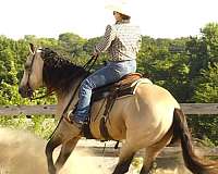 ranch-quarter-horse