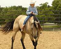 ranch-versatility-quarter-horse
