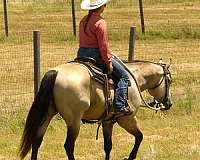 ranch-work-quarter-horse