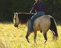 reining-quarter-horse