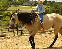 ridden-western-quarter-horse