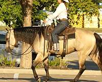 trail-quarter-horse