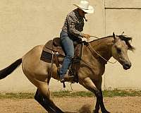 trail-class-competition-quarter-horse