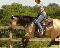 trail-riding-quarter-horse