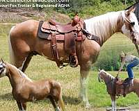 or-best-offer-missouri-fox-trotter-horse