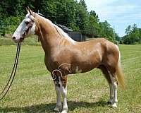 standing-missouri-fox-trotter-horse