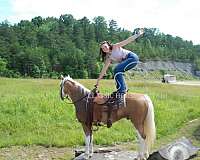 versatile-missouri-fox-trotter-horse