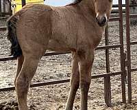 colt-weanling-quarter-horse