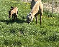 colt-weanling-horse