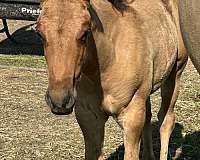 colt-weanling-colt