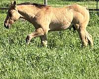 none-horse