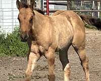 dun-w-blk-points-none-horse