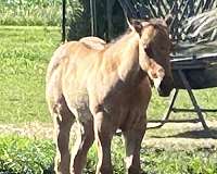 all-around-quarter-horse