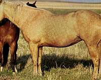 breeding-quarter-horse