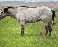 color-tested-colt