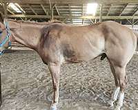 appaloosa-drum-gelding