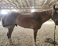 appaloosa-drum-horse-for-sale