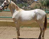 sacramento-andalusian-horse