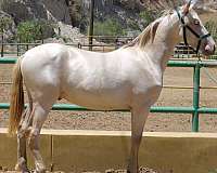 stockton-horse
