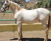 sacramento-colt