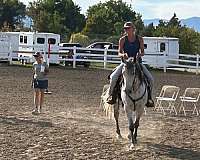 dapple-quarab-horse