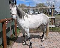 liberty-quarab-horse