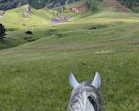 kind-quarab-horse