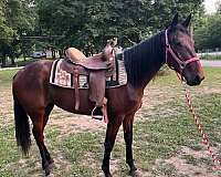 saddlebred-filly