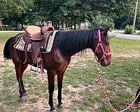 saddlebred-horse-for-sale