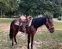 saddlebred-horse