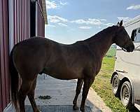 champagne-sorrel-racehorse