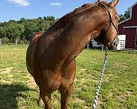 champagne-sorrel-rodeo-horse