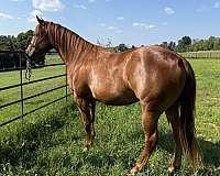 champagne-sorrel-breeding-horse
