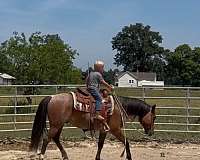 quarter-horse-for-sale