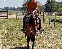 quarter-horse