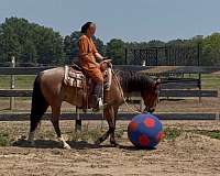 gelding