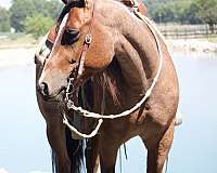 roan-athletic-horse