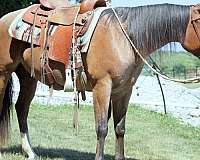 roan-trail-horse