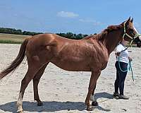 all-around-thoroughbred-horse