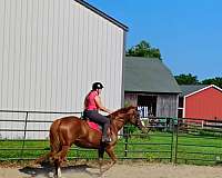 athletic-thoroughbred-horse