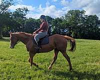 english-pleasure-thoroughbred-horse