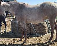 athletic-quarter-horse