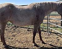 breeding-quarter-horse