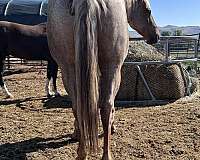 flashy-quarter-horse