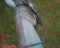 athletic-quarter-horse