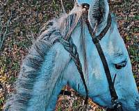 barrel-quarter-horse